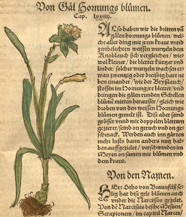 Illustration Von gäl Hornungsblumen