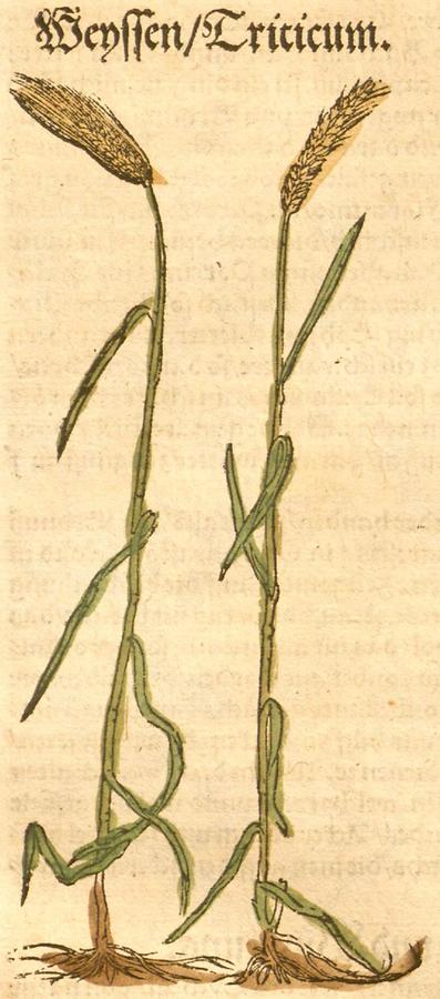 Illustration Weissen - Triticum