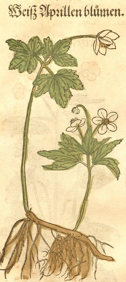 Illustration Weiß Apullenblumen