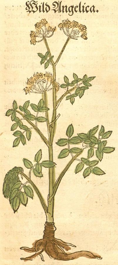 Illustration Wild Angelica