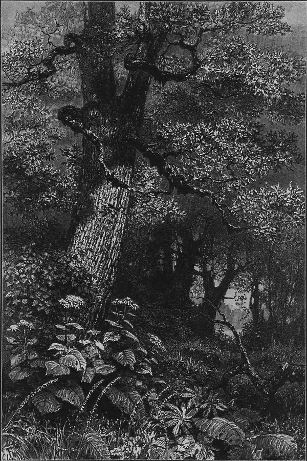 Illustration Pontischer Wald