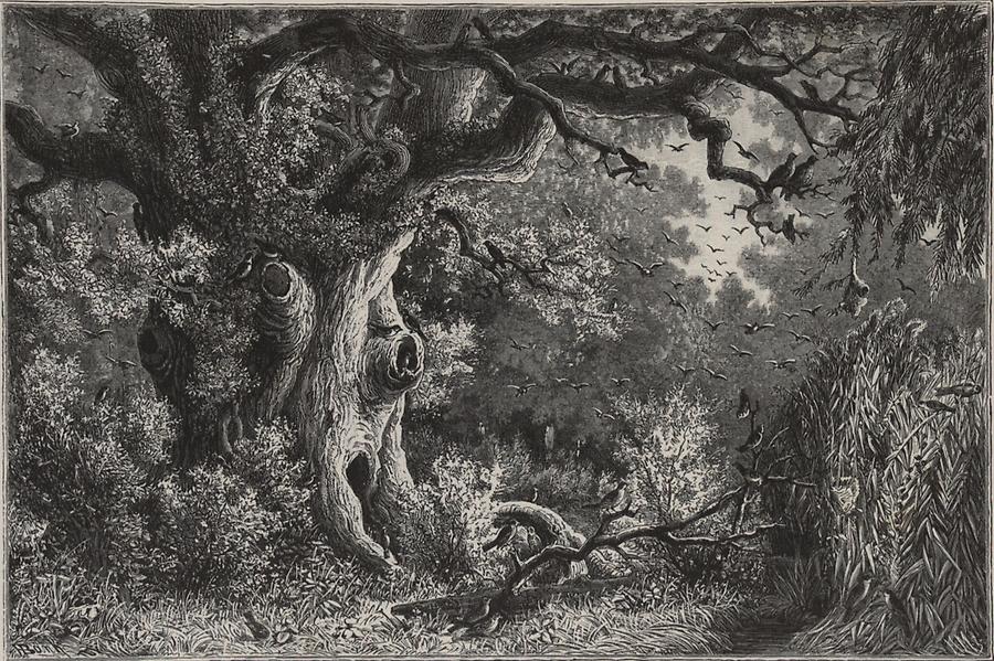 Illustration Singvogelkolonie am Drau-Eck