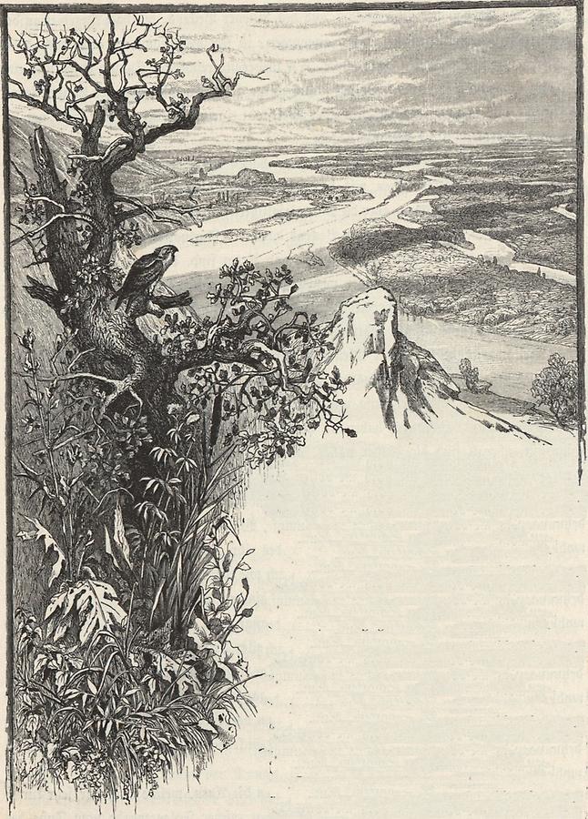 Illustration Donau-Auen