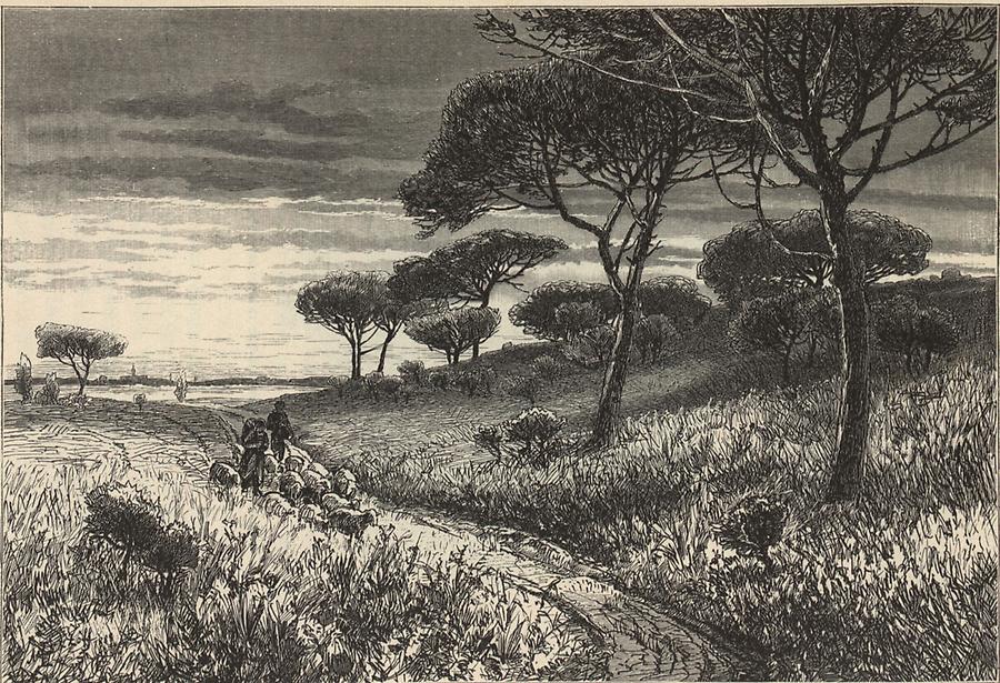 Illustration Pinienwald bei Aquileja
