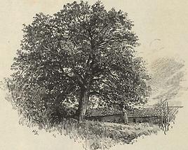 Kastanienbaum von Dobra