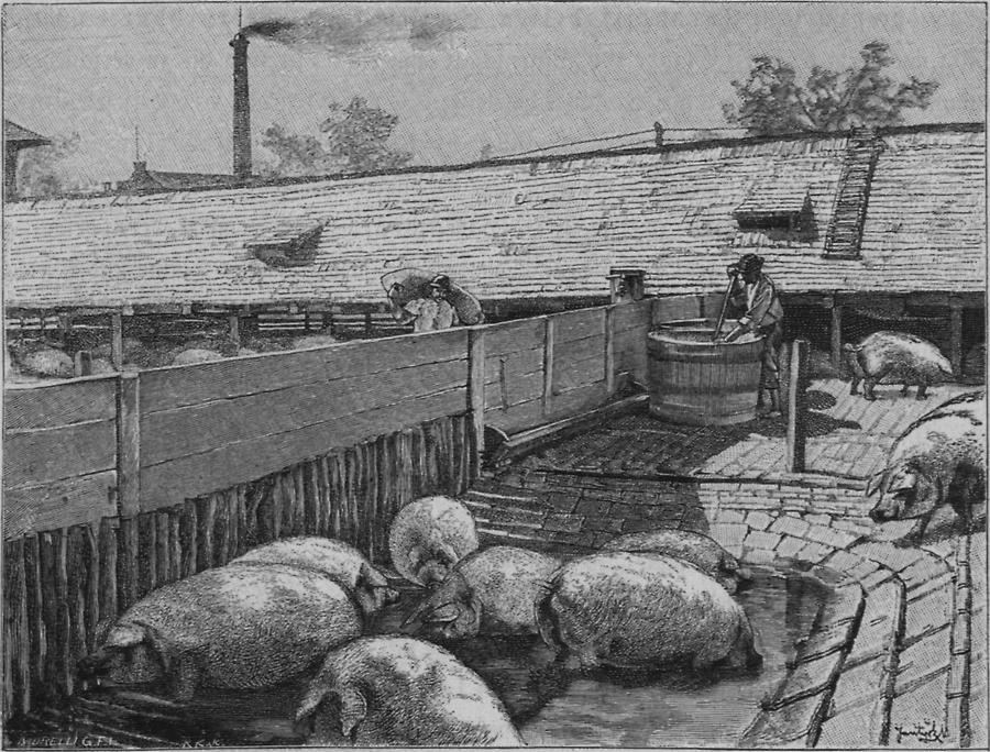 Illustration Schweine-Szallas in Steinbruch