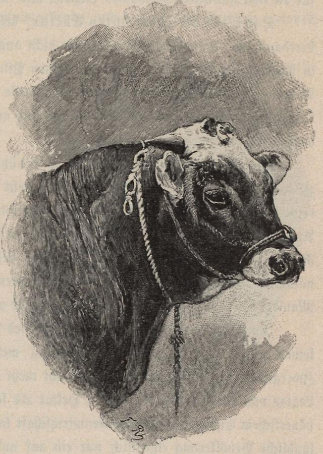 Illustration Etschtaler Stier