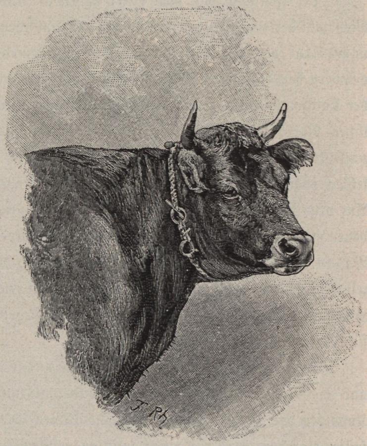 Illustration Kuh aus Val Rendena