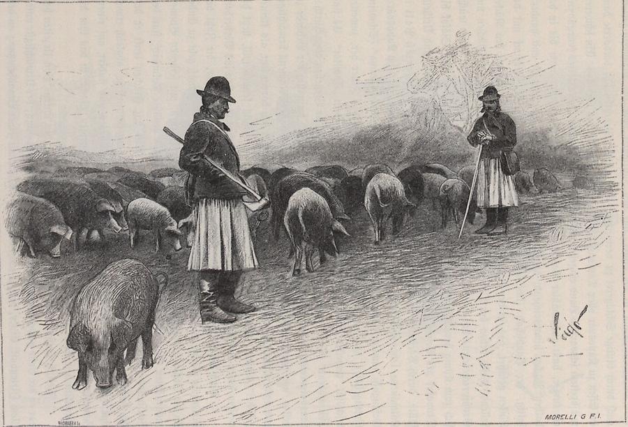 Illustration Schweinehirten