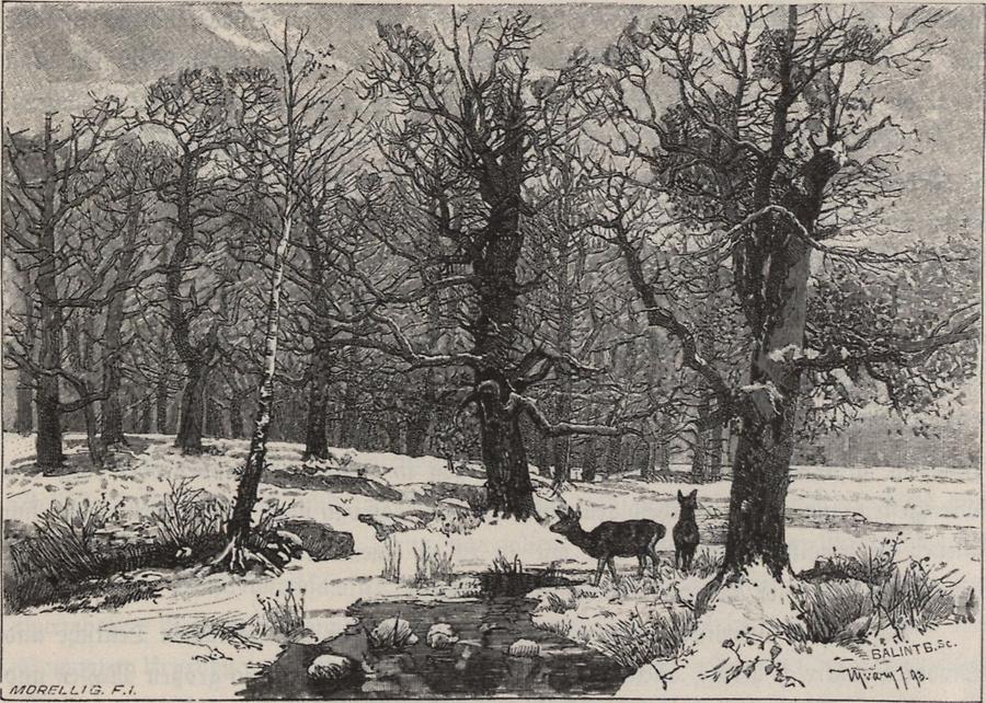 Illustration Eichenwald im Winter
