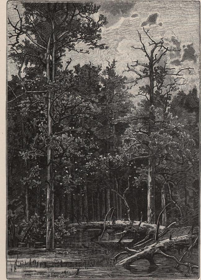 Illustration Urwald bei Csurgo