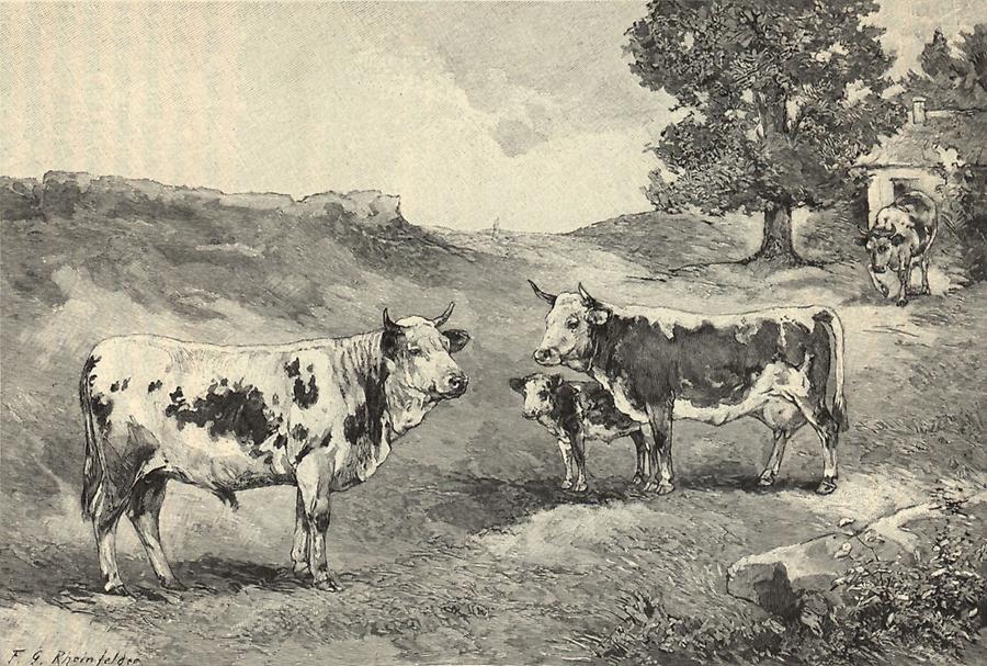 Illustration Kuhländer Rind