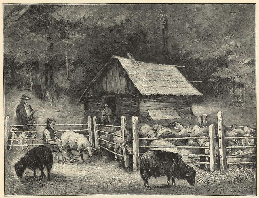 Illustration Koliba mit Schafen