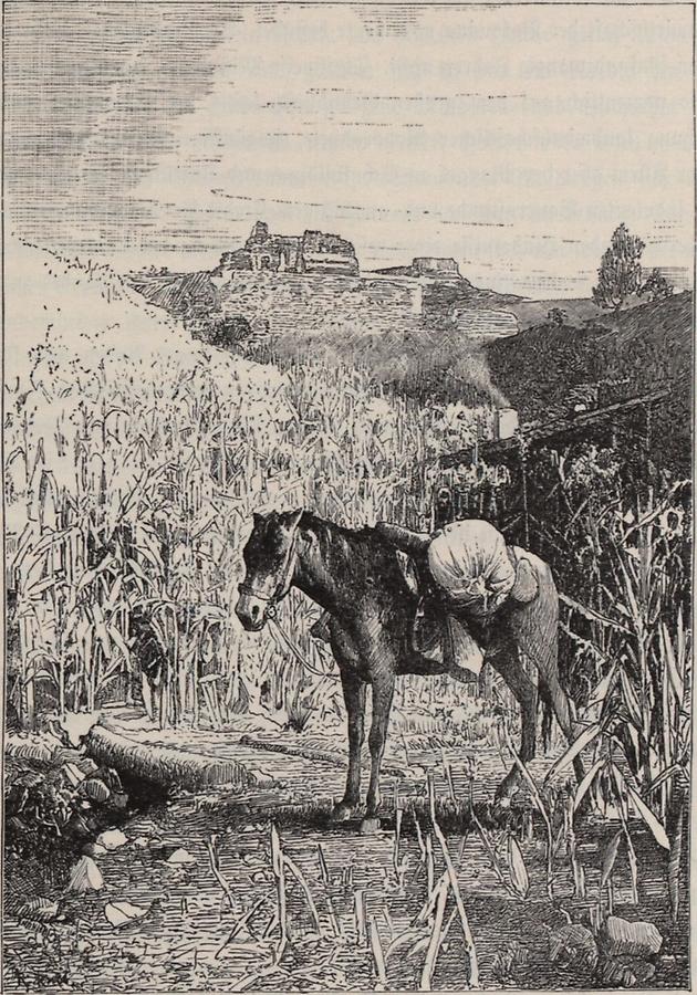 Illustration Maisfeld bei Suezawa