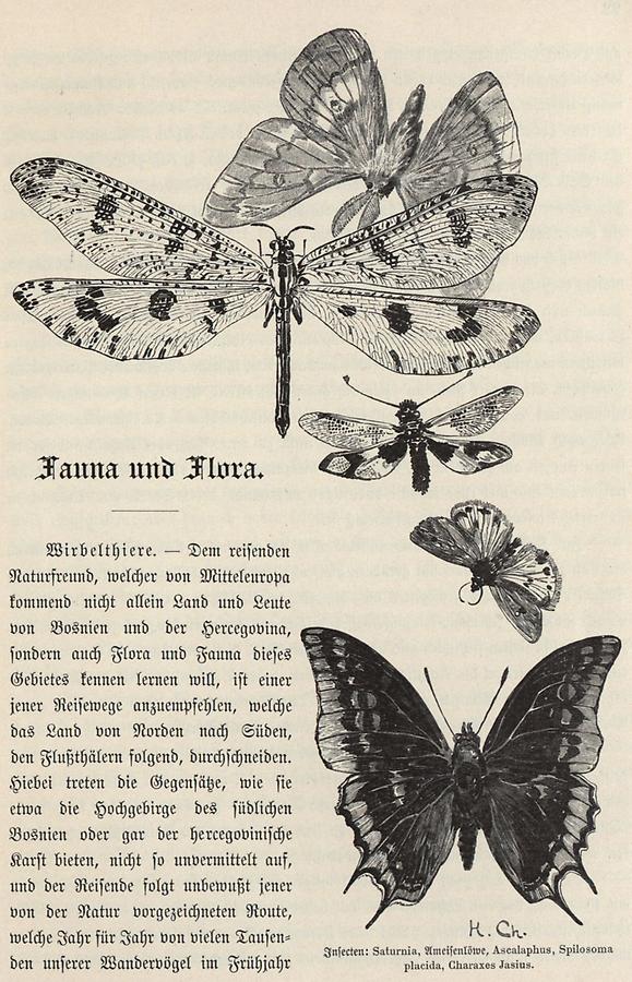 Illustration Insekten (1)