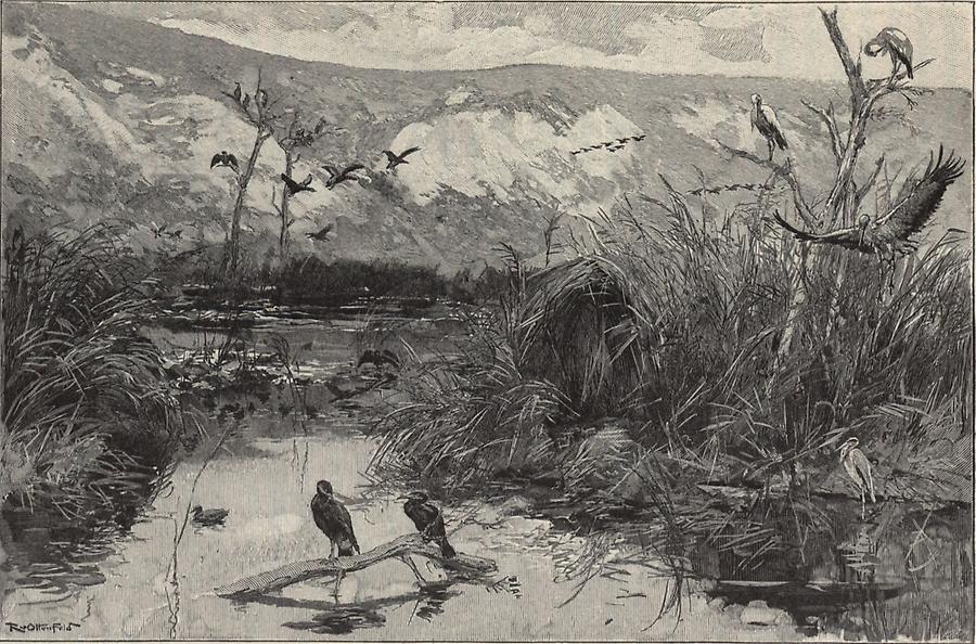 Illustration Vogelwelt