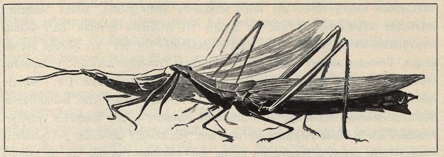 Illustration Trixalis nasuta, Belostoma