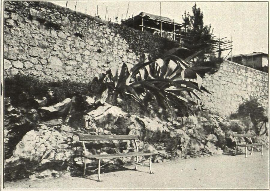 Illustration Agave ('hundertjährige Aloe') vom südlichen Strandweg in Abbazia