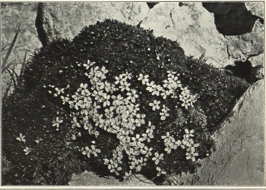 Illustration Stengelloses Leinkraut (Silene acaulis) aus der Region der Alpenmatten und Felsen