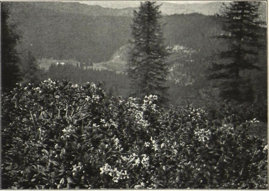 Illustration Rauhhaarige Alpenrose (Rhododendron hirsutum) vom Stoderzinken bei Gröbming, Steiermark