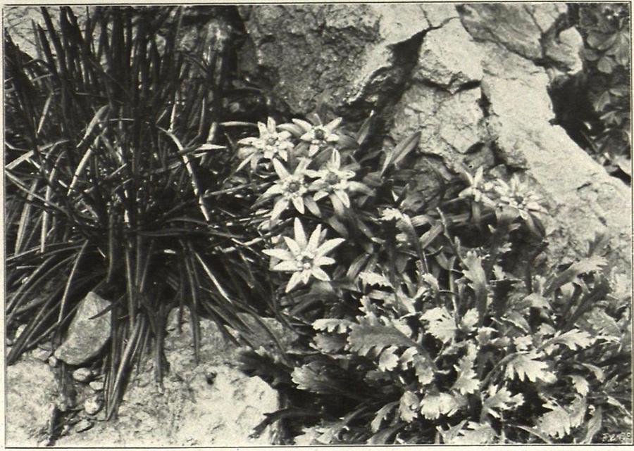 Illustration Edelweiß (Leontopodium alpinuin) Aufn Prof Anger