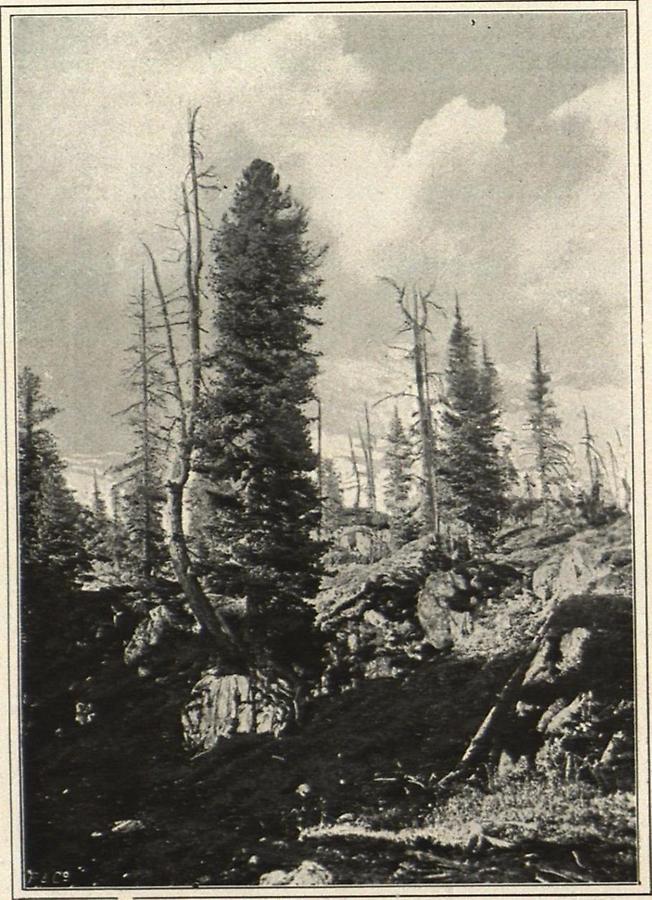 Illustration Zirbelkiefer (Pinus cembra) von der Baumgrenze im Dachsteingebiete