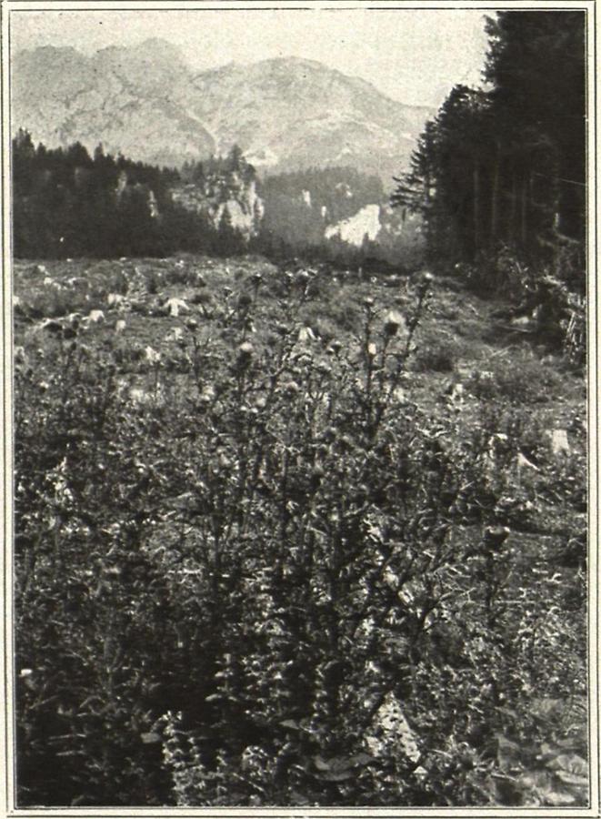 Illustration Holzschlag im alpinen Hochwalde, charakteristische Adventiv-flora, namentlich Disteln