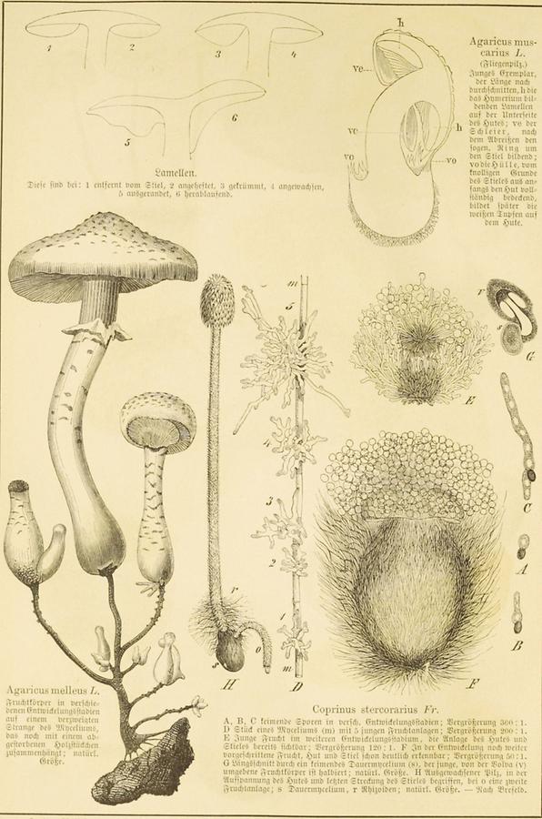 Illustration LamellenAgaricus muscarius I.elleus IAgaricus melleus ICoprinus stercorarius Fr