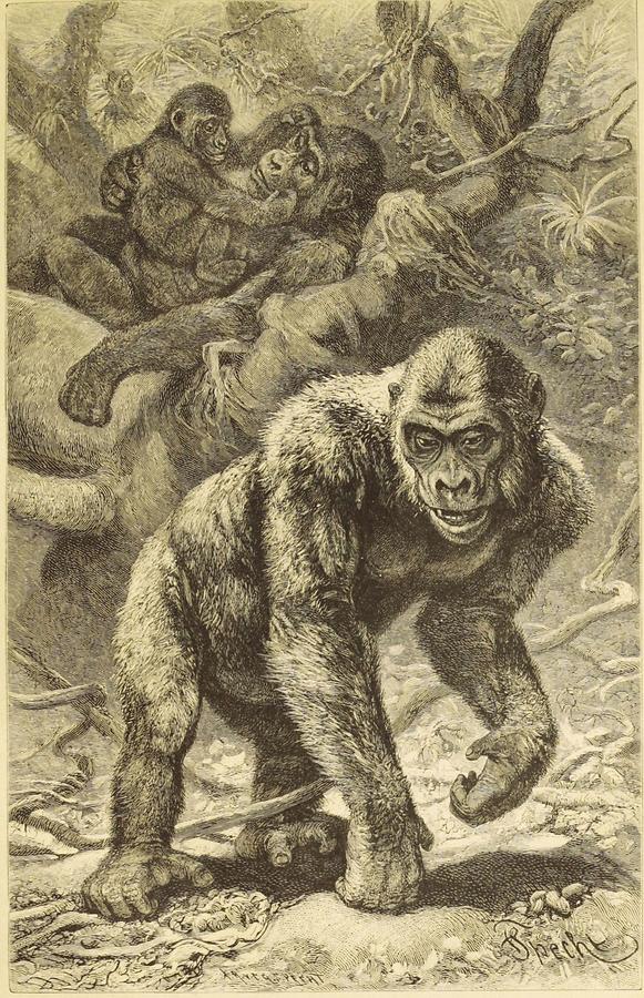 Illustration Troglodytes Gorilla Sar