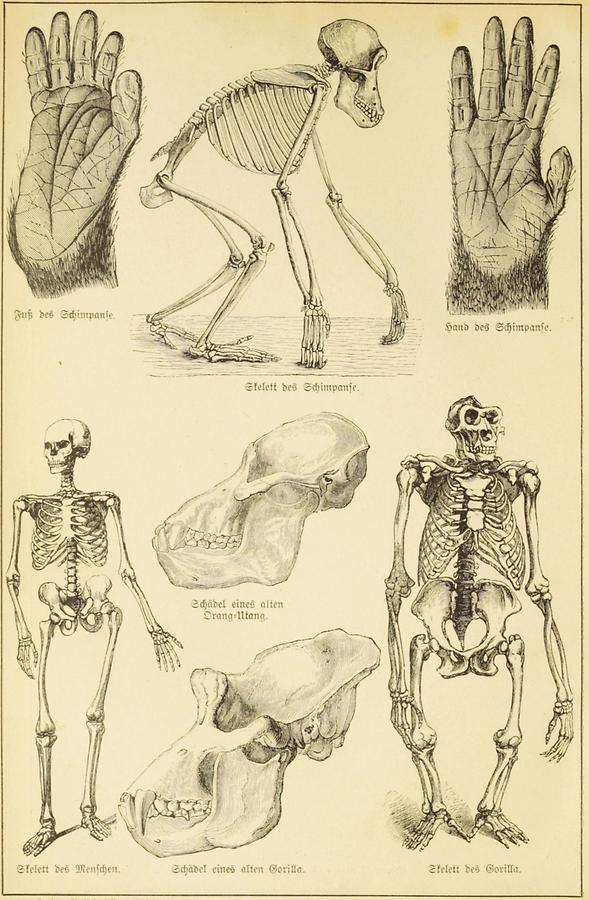 Illustration Skelette und Schädel