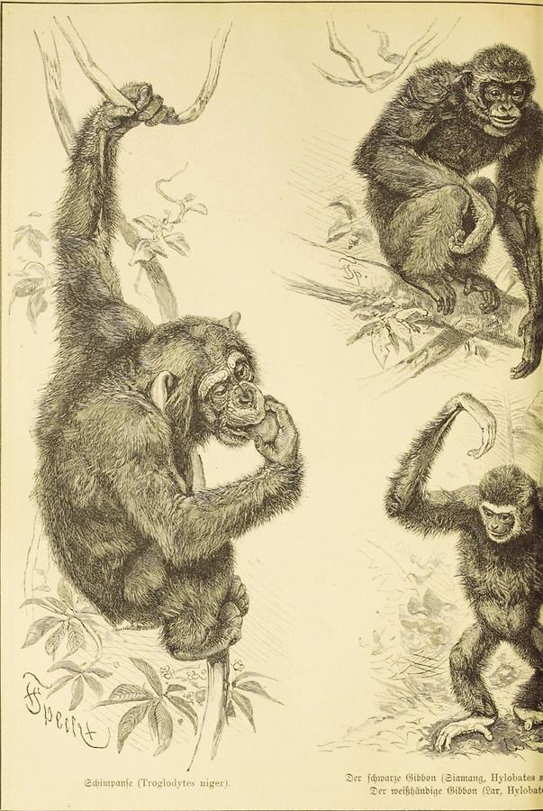 Illustration Troglodytes niger, schwarzer Gibbon weißhändiger Gibbon