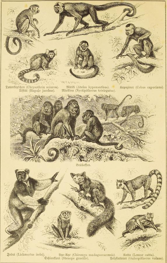 Illustration Totenköpfchen, Uistiti, Miriki, Mirikina, Kapuziner,, Brüllaffen,, Indri, Schlanklori, Aye-Aye, Pelz