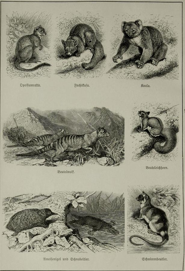 Illustration Opossumratte, Fuchskusu, Koala, Beutelwolf, Beuteleichhorn, Ameisenigel, Schnabeltier, Schwimmbeutler