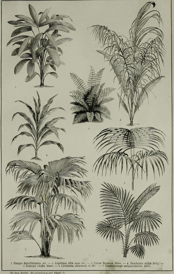 Illustration Blattpflanzen (Tafel I)