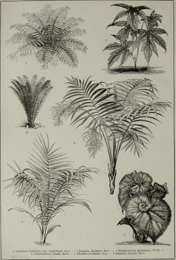 Illustration Blattpflanzen (Tafel II)