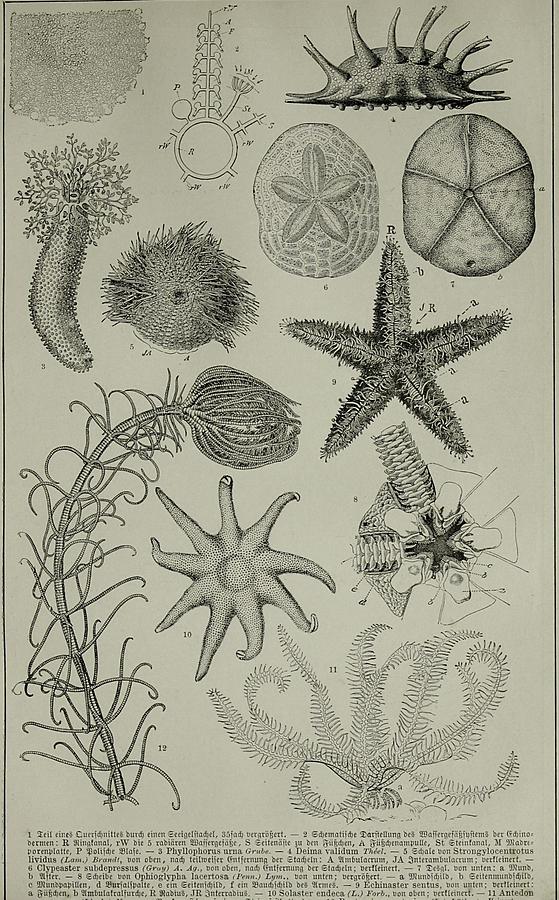 Illustration Echinodermen