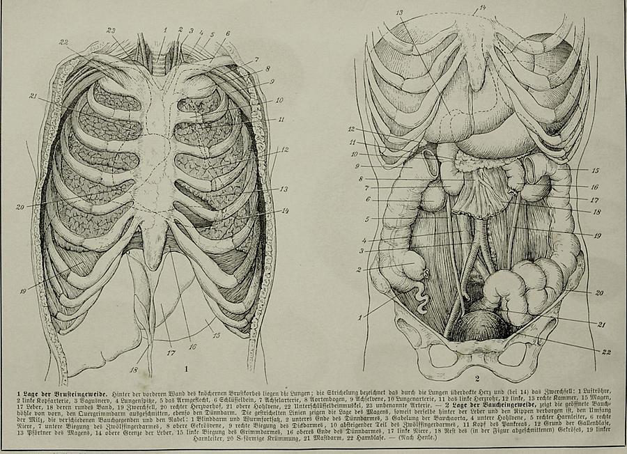 Illustration Eingeweide