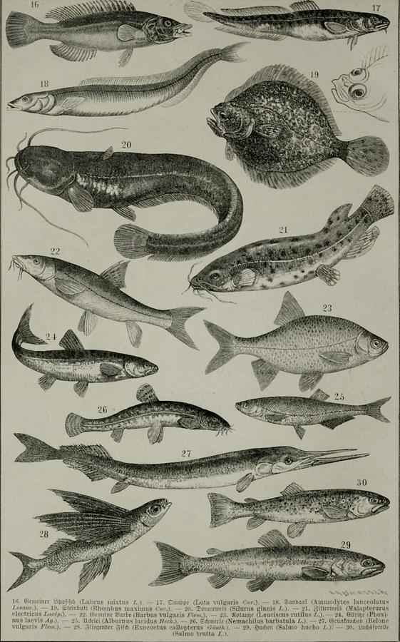 Illustration Fische (Tafel II)