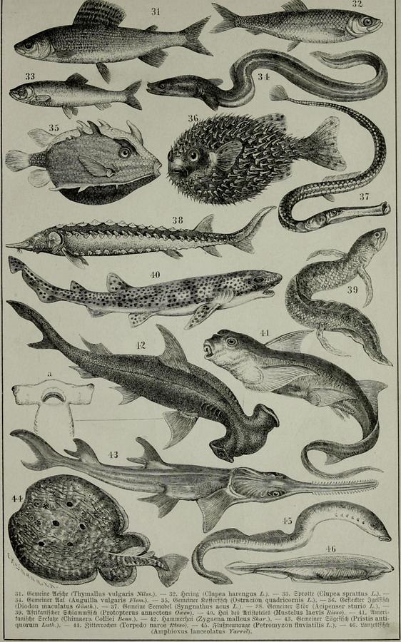 Illustration Fische (Tafel III)