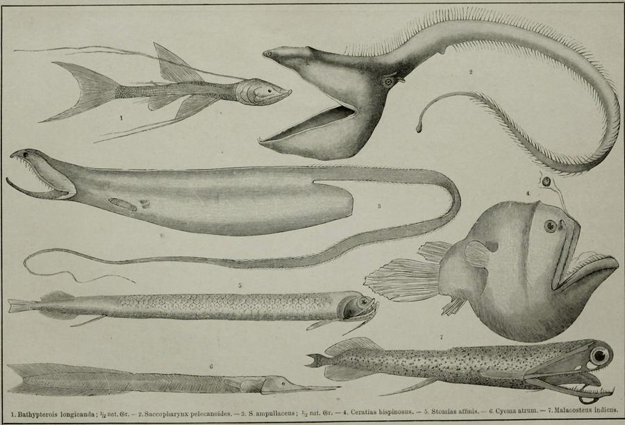 Illustration Fische (Tafel IV)