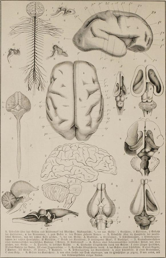 Illustration Gehirn