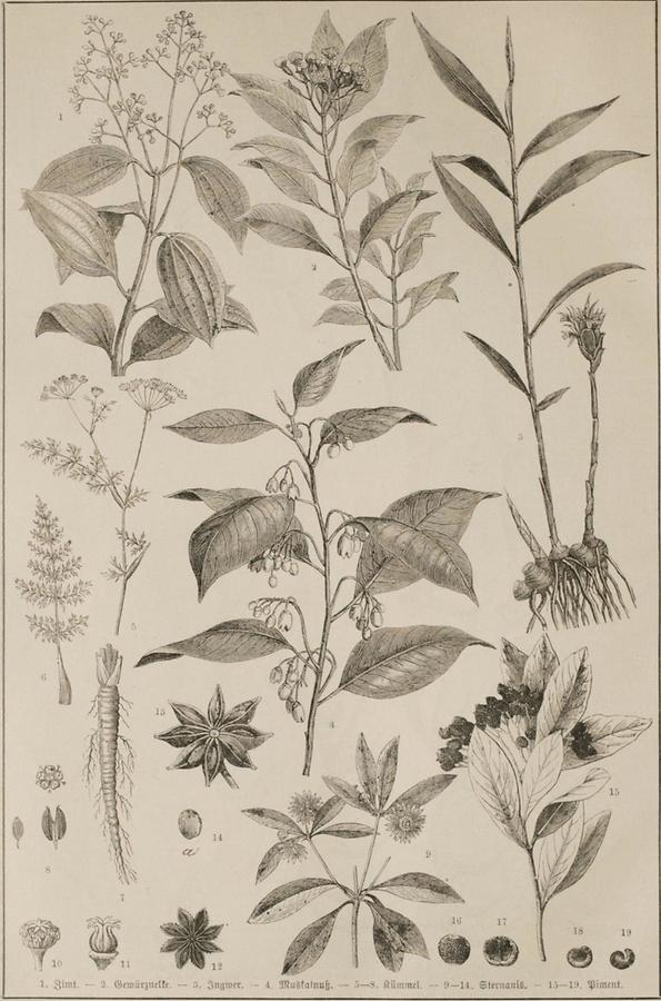 Illustration Gewürzpflanzen