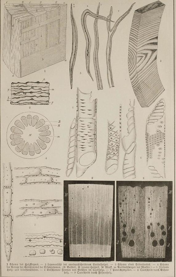 Illustration Holz (Tafel I)
