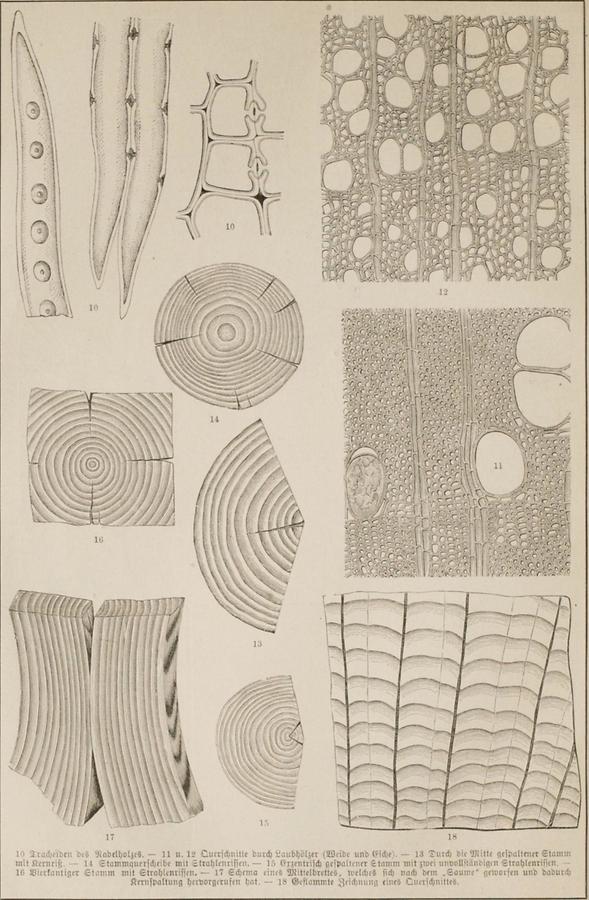 Illustration Holz (Tafel II)