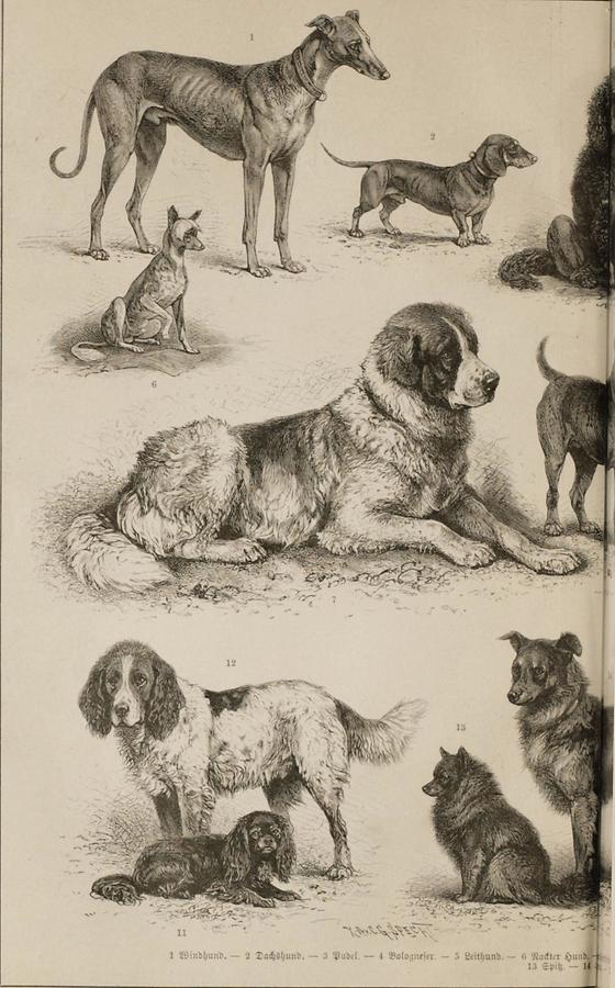 Illustration Hund (Tafel I)
