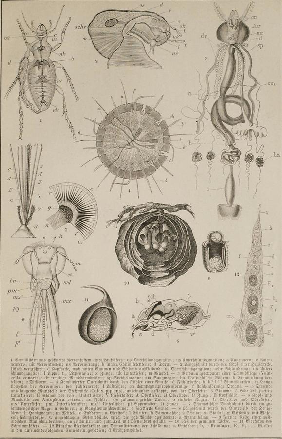 Illustration Insekten