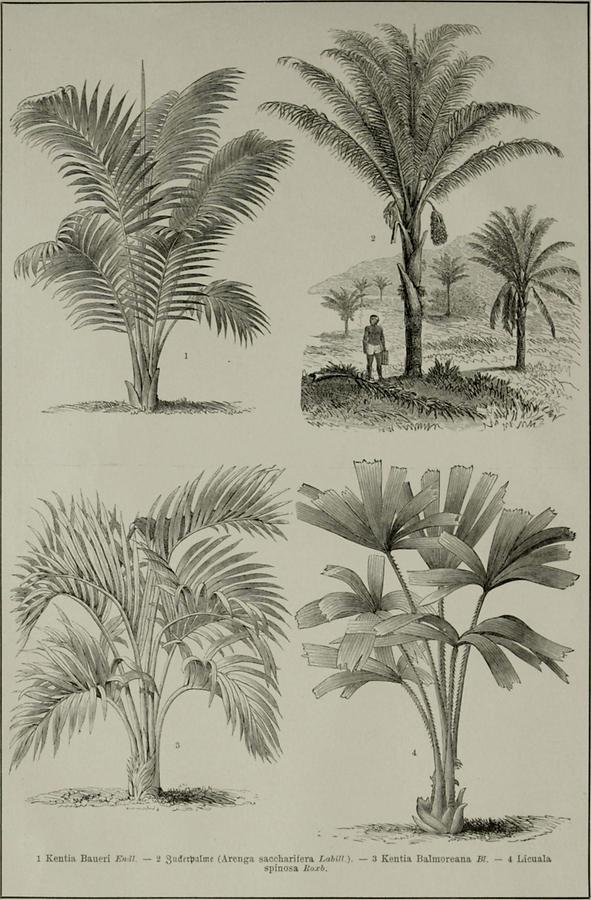 Illustration Palmen (Tafel II)