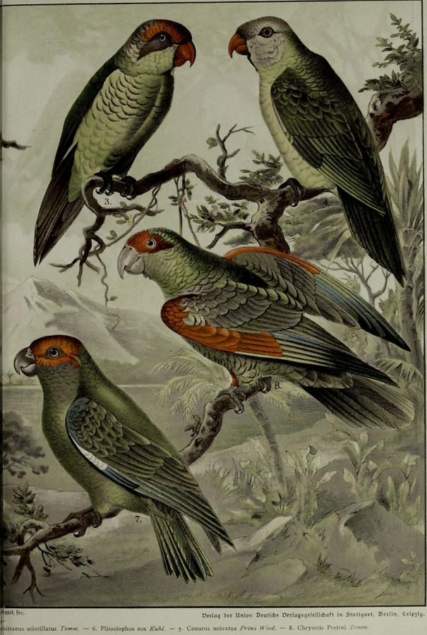 Illustration Papageien (Tafel II)