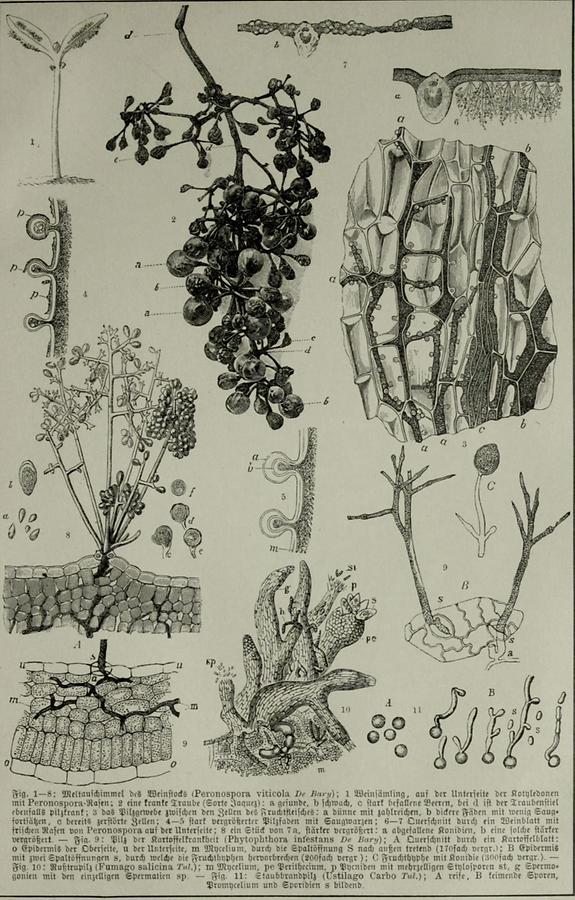 Illustration Pflanzenkrankheiten (Tafel I)