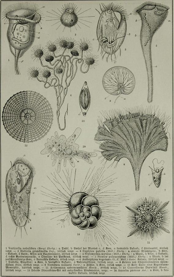 Illustration Protozoen